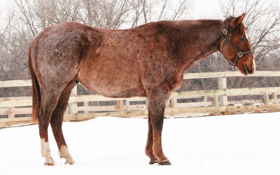 DP Hesa Major Legacy