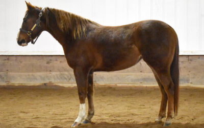 Honkytonk Smokin Gun