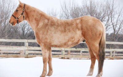 MBR Bucks Irish Kiss