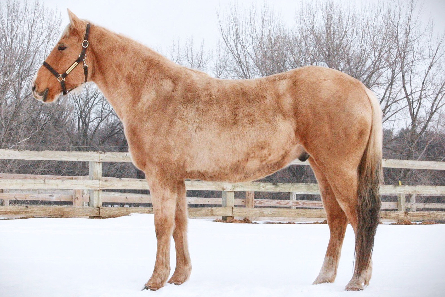 MBR Bucks Irish Kiss1