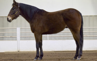 Corona Gets It’s Lime