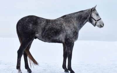 JP Perry Docs Talent