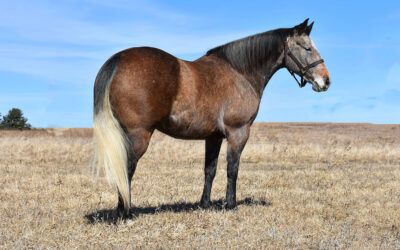 Badlands Gringo Guss