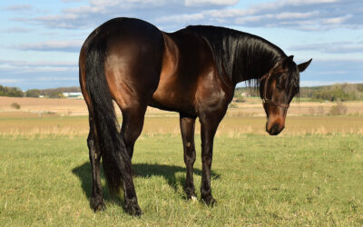 Raze YourWhisky Glass