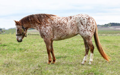 She’s A Little Zippo