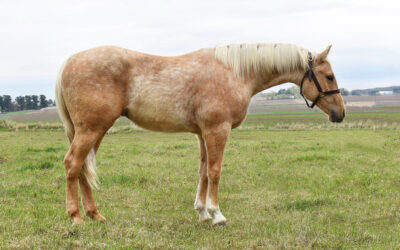 This Guys Gunslingin