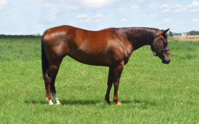 Lena Playgun Hancock