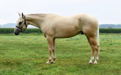 Hollywood HancockJaz