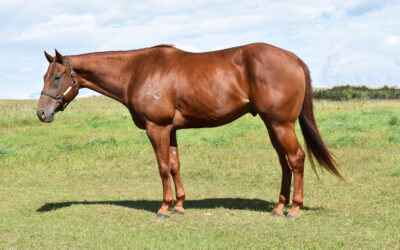 Hankerin For The Win