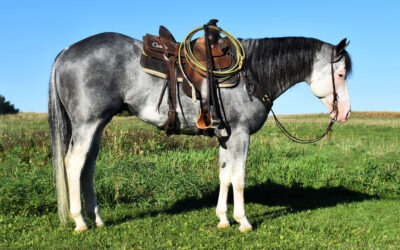 LetsHearItForTheBoys