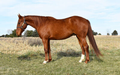 JST Shiney Peppy Doc