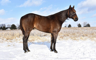 Hammer Down On Vodka