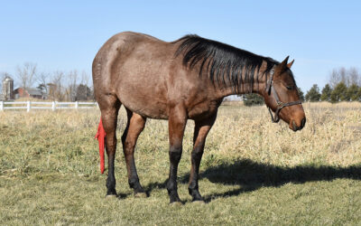 Paddys Lil Frenchman