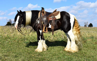 Wild Irish’s Grand Chawhee