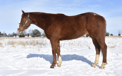 Jet Eye Fora Fortune