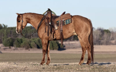 RJC Ole Wrangler