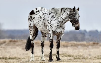 Pongo