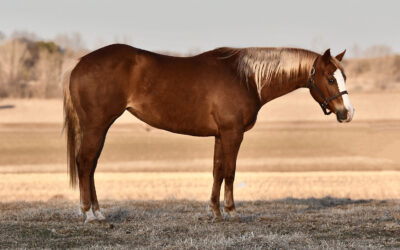 Ima Chubby Goldseeker