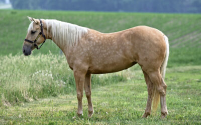Borregos Baby Mare