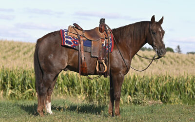 Reydio Quixote Catt