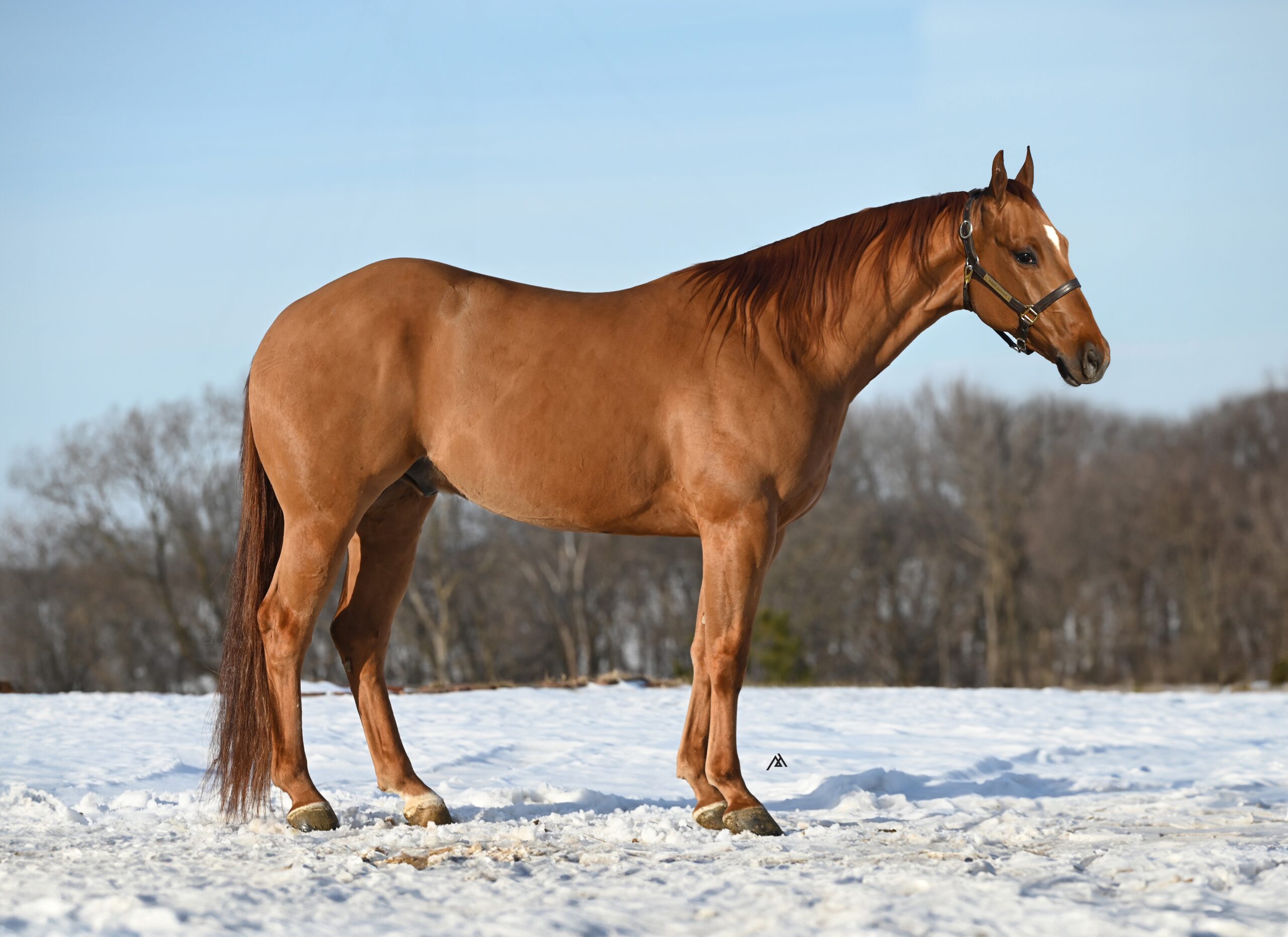 Playboys Wood Weapon