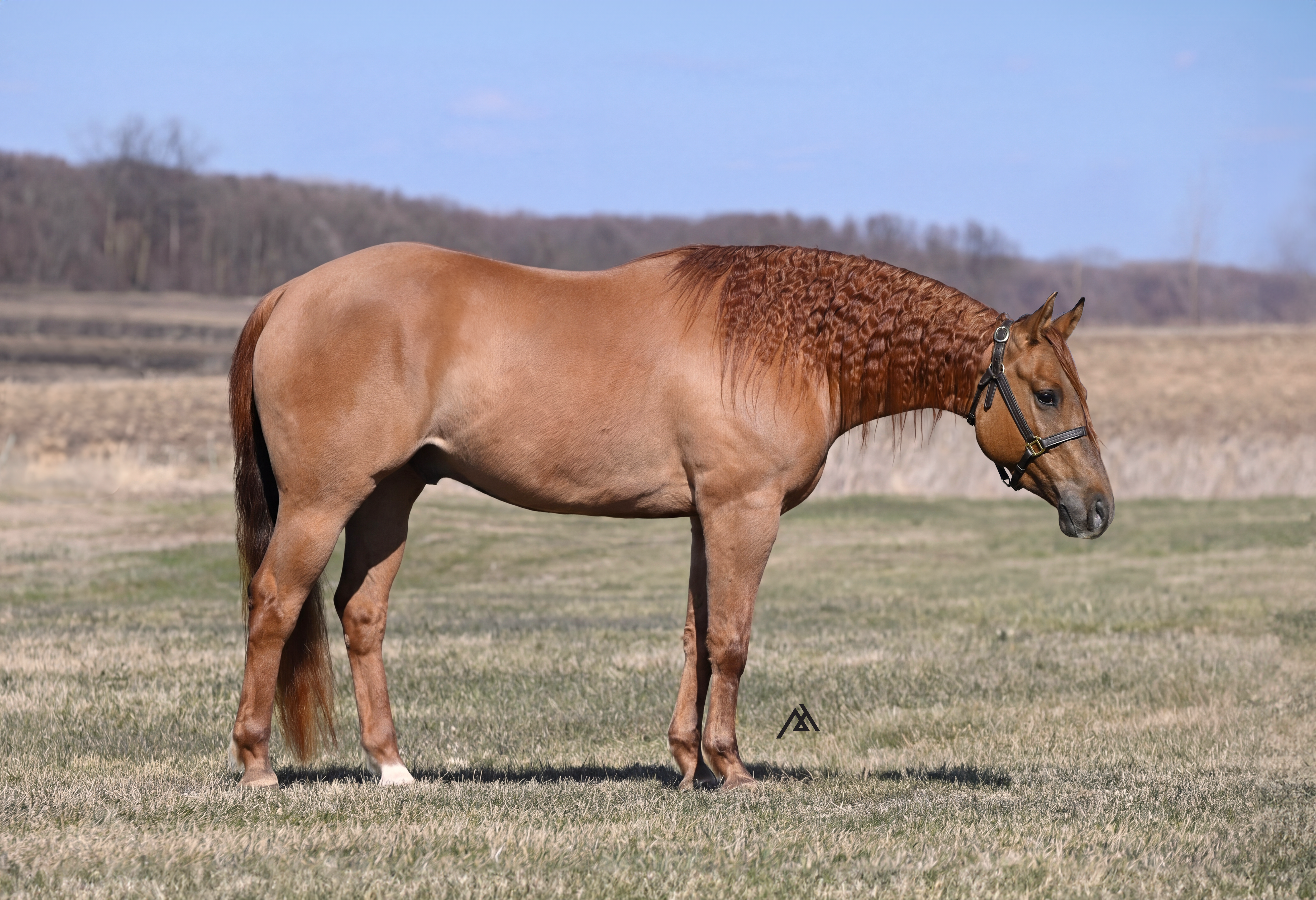 Jessie Driftin Dream